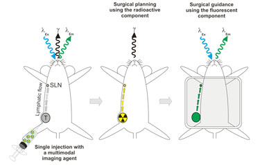 Easy to detect: the modified nanoparticles are both radioactive and fluorescent