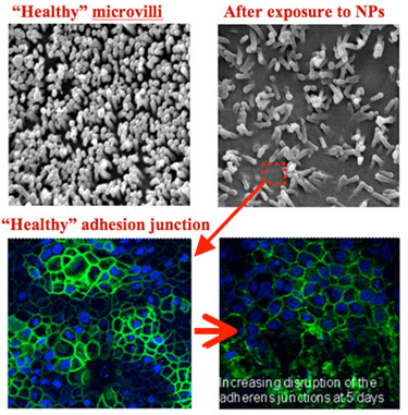 Cell model: before and after exposure to hematite nanoparticles Cell model: before and after exposure to hematite nanoparticles