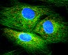 Colour-coded cells