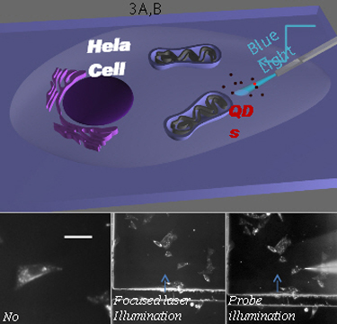 Sub-cellular imaging of QDs