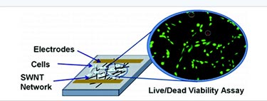Biocompatibility of SWCNT networks