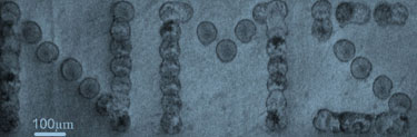 SEM micrograph of graphene-ink-printed pattern