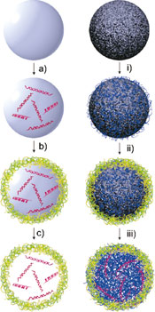 siRNA loading methods.