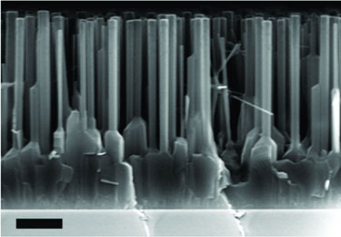 A forest of nanolasers