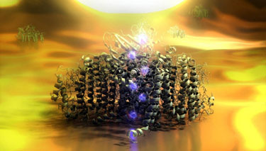 Photosystem-I complex lit by the tip of an optical near-field microscope