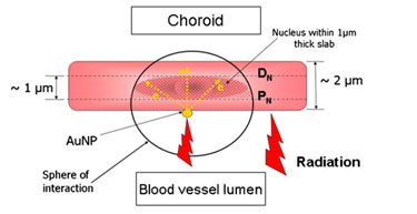 Modelled endothelial cell