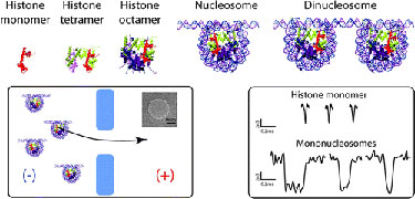 Histone oligomers and nucleosome assemblies