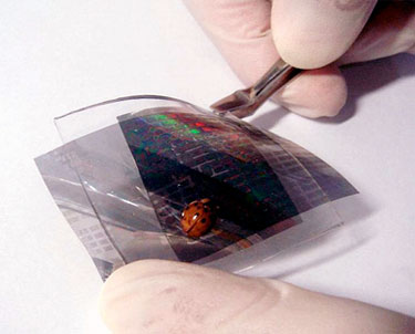 A sensor network with a ladybird beetle walking over it