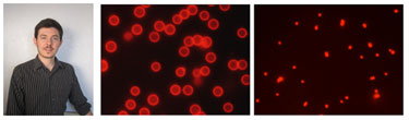 Fluorescence microscopy images