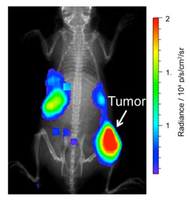 Imaging tumours in mice