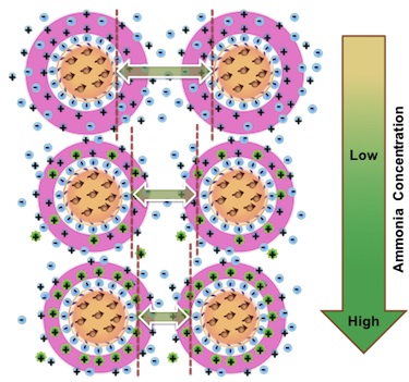 Nanodroplets in the presence of ammonia ions and adsorbed surfactant molecules