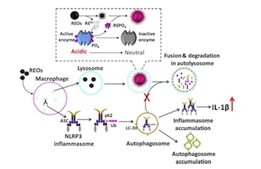 How do REOs affect cell autophagy?