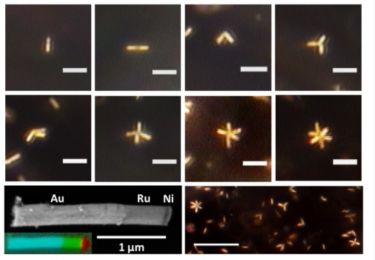 Nanorod monomers and multimers imaged in the levitation plane of an acoustic chamber