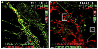 RESOLFT imaging inside living brain tissue