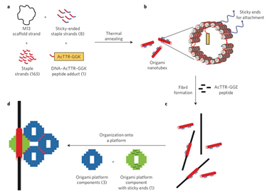 Organizing amyloid fibrils using DNA origami