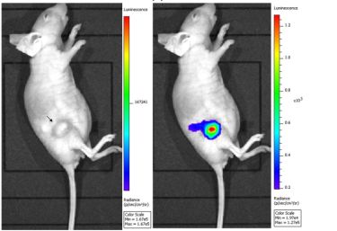 In vivo bioluminescence image after systemic gene delivery by magnetic nanoparticles