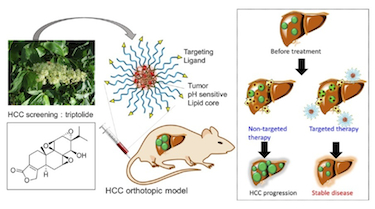 Nanoformulated Nf-Trip treats HCC