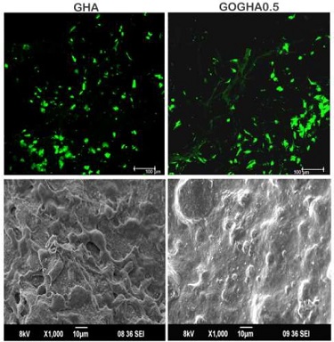 Mesenchymal cells on composite scaffolds after 24 h.