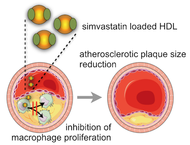 Statin-loaded HDL nanoparticles reduce plaque inflammation