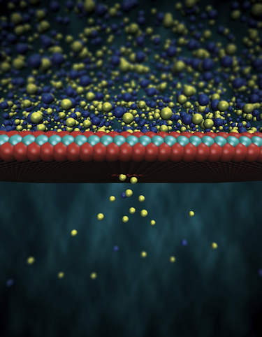 Molecules passing through the membrane
