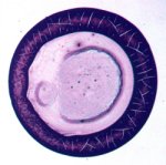 Nanosphere structures