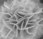 Nanoflower