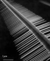 Nanowire laser array