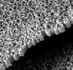 Titania nanotubes