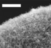 Nanotube field-ionization detector