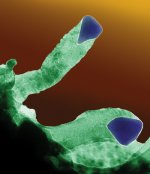 Growing nanofibres