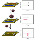 Nanodevices target viruses: schematic showing nanowire-based detection