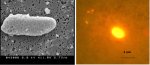 Fluorescent nanoparticles could beef up food safety testing: spotting bacteria