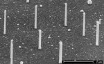 Indium phosphide nanowires grow on silicon: electron microscope image of epitaxial nanowires