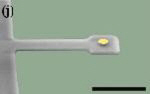 Cantilever mass detection