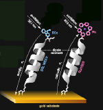 Helical peptides