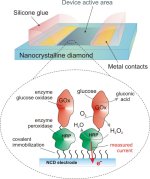 Diamonds could be a biosensor's best friend: schematic showing the design of an enzyme-modified nanocrystalline diamond electrode