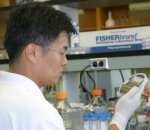 Hyunmin Yi of the Department of Materials Science and Engineering, University of Maryland at College Park, examines a silicon wafer with gold-patterned electrode chips that were used for this study.