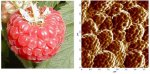 Nano-raspberries