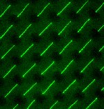 Fluorescence image of a highly ordered DNA-nanostrand array.