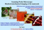 Butterfly images take flight: AFM pictures