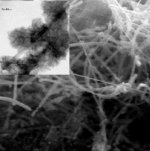 Silicon nanowires promote bone growth: SEM of calcium phosphate-coated silicon nanowires