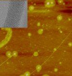 &lsquo;Magnetic&rsquo; bacteria help align nanotubes: aligned nanotubes