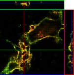 Quantum dots spy on virus particles: confocal micrograph