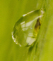 Turning the lotus effect on its head: a water droplet sticking to a lotus leaf