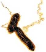 <i>Geobacter sulfurreducens</i> cells expressing pili.