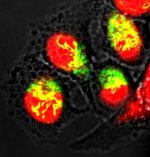 Colocalization (yellow) of Cy3-DNA (green) in cell nucleus (red), indicating translocation of Cy3-DNA into nucleus via carbon nanotubes.