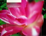 A Lotus flower viewed through a glass sheet that's half-covered with nanoparticle anti-fog coating.