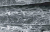 The particles entrapped between the ice dendrites generate a structure that mimics the inorganic component of nacre.