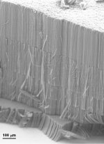 SEM observation of a carpet composed of five piled layers of multiwalled carbon nanotubes.