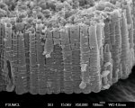 A cross sectional field emission scanning electron microscope (FESEM) picture of the nanotube array.
